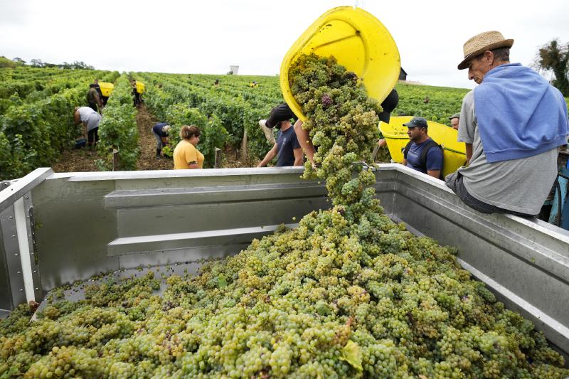 Drought forces earliest harvest ever in French wine country | AP News