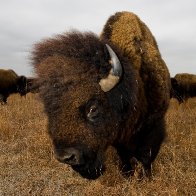 Where the buffalo roam, endangered prairies thrive