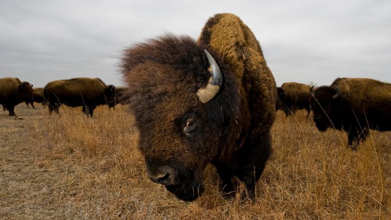 Where the buffalo roam, endangered prairies thrive