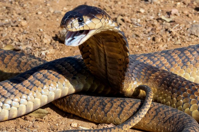 Man's penis rots after being bitten by snake in South Africa