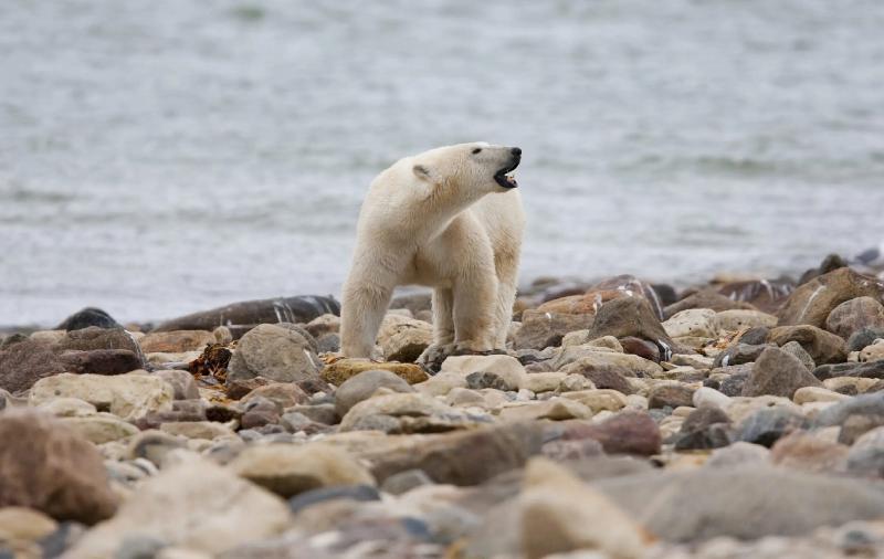 Canadian polar bears near 'bear capital' dying at fast rate | AP News