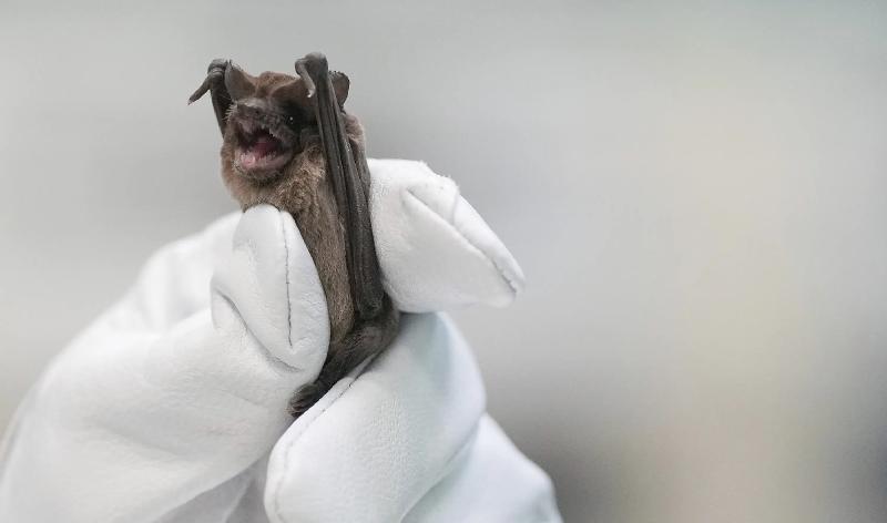 Bats plunge to ground in cold; saved by incubators, fluids | AP News