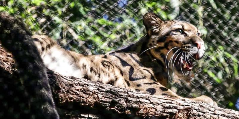 Clouded leopard who escaped at Dallas Zoo is found after enclosure was cut, police say