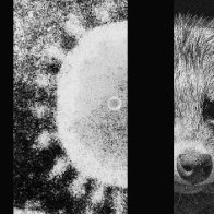 The Strongest Evidence Yet That an Animal Started the Pandemic