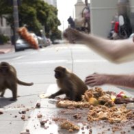 San Francisco Announces Plan To Release Monkeys Onto The Streets To Fling Away All The Poo