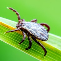 Summer illnesses to watch for in 2023: Covid, HMPV, Lyme Disease and more