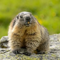 Great news: Canada's most endangered animal (the Marmot) is making a comeback.