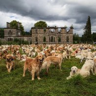 Why Did 488 Golden Retrievers Gather in Scotland?