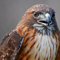 Hawk appears to drop snake on Texas woman before attacking to get it back