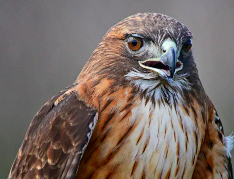 Hawk appears to drop snake on Texas woman before attacking to get it back