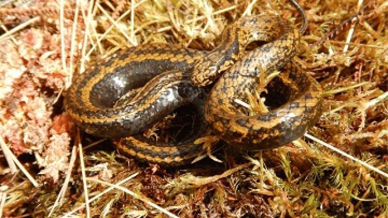 Harrison Ford’s latest namesake is an Andean snake species