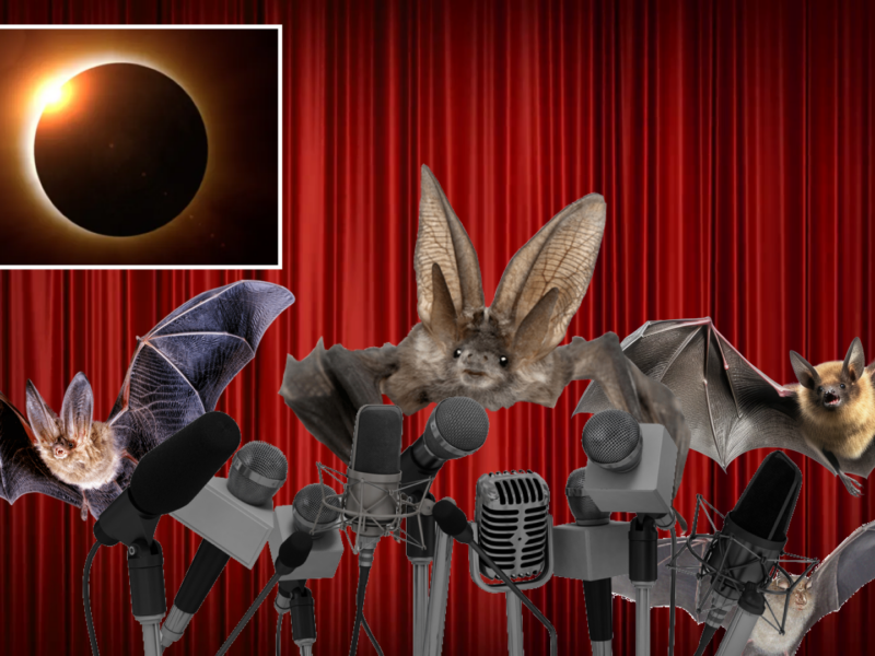 Bats announce plans to fuck shit up during eclipse