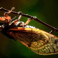 Cicadas incoming: Billions to emerge in double-brood invasion
