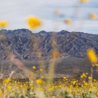 Death Valley's wildflowers and lake are a picture of climate whiplash