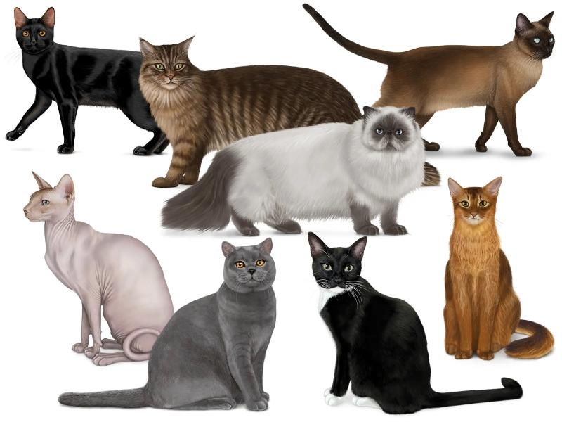 Cat breeds with longest and shortest life expectancy revealed