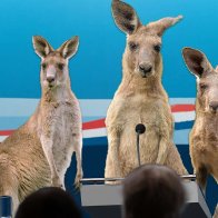 Kangaroos Ask People To Stop Unfairly Comparing Them To U.S. Justice System