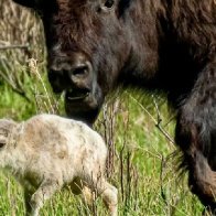 White Buffalo Calf Born at Yellowstone National Park | Environment