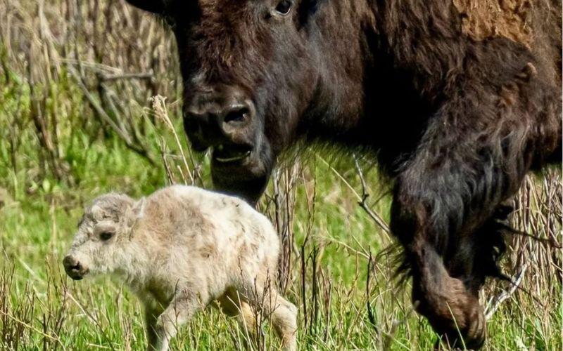 White Buffalo Calf Born at Yellowstone National Park | Environment