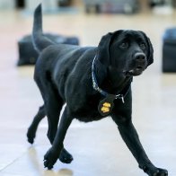 These best boys and girls just graduated from the ATF's National Canine Academy