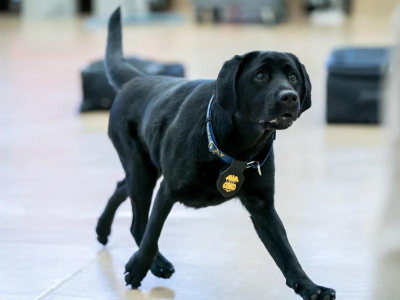 These best boys and girls just graduated from the ATF's National Canine Academy