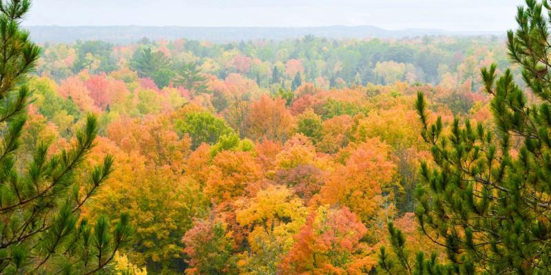 2024 Fall Foliage Schedule in Northern Michigan | Leelanau Pines Campground