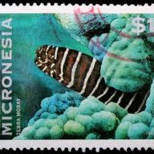 stamp-eel-zebra-moray