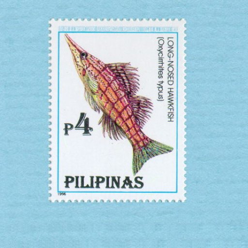stamp-long-nosed-hawkfish-640x480-019