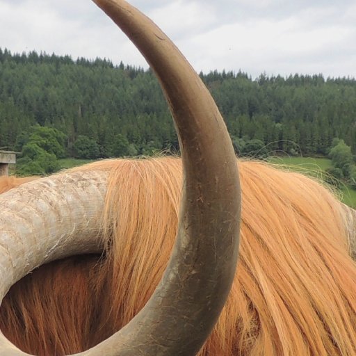 Hamish the Highland Bull Study