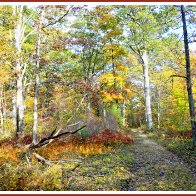 Autumn, Forest Interior, Pocono Mountains, Pennsylvania