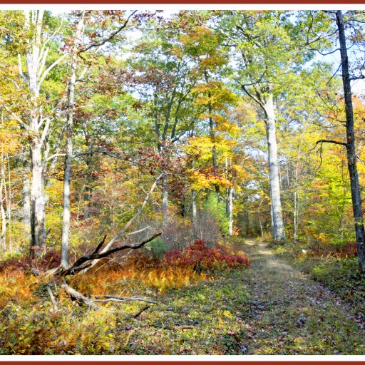 Autumn, Forest Interior, Pocono Mountains, Pennsylvania