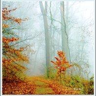 Autumn, Misty Forest Trail, Montgomery, County, Pennsylvania