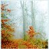 Autumn, Misty Forest Trail, Montgomery, County, Pennsylvania