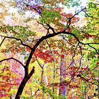 Dogwood Tree in Autumn, Montgomery County, Pennsylvania