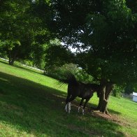 horse-outdoors-IMG_4030-2272x1704-2272x1704