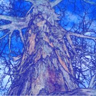 tree-of-life-small-blue