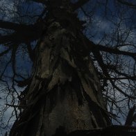 tree-bark-IMG_6906 copy