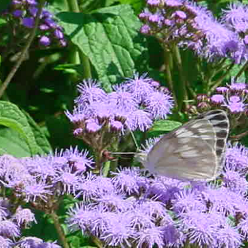 White Butterfly on Mistflower