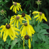 Yellow Coneflowers