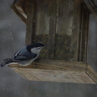 Snowy Bird on Feeder