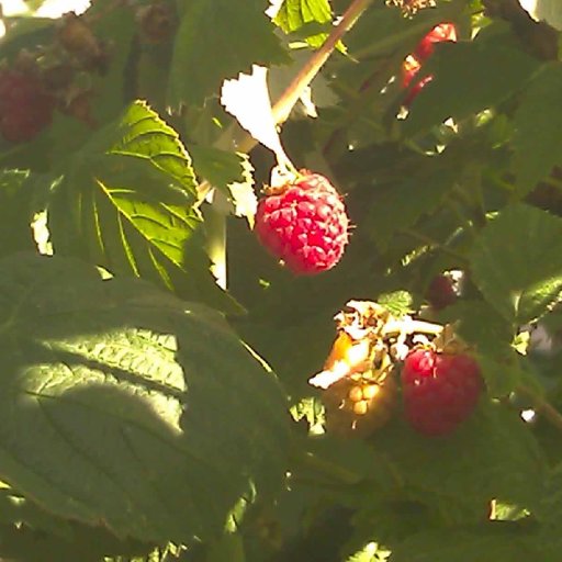 sunlitraspberry