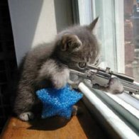 Sniper cat