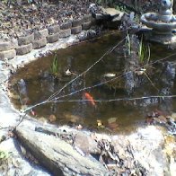 koi in electric fence
