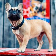 Kentucky town elects mayor -- a French bulldog named Wilbur