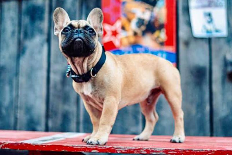 Kentucky town elects mayor -- a French bulldog named Wilbur