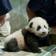 US, China extend giant panda deal by three years