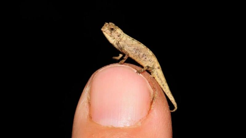 Ridiculously Tiny Chameleons Discovered in Madagascar