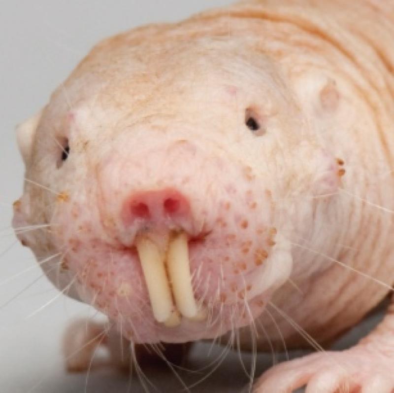 Naked mole-rat colonies speak with unique dialects