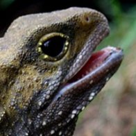 Lizard-like tuatara's extra set of genes may help them tolerate cold