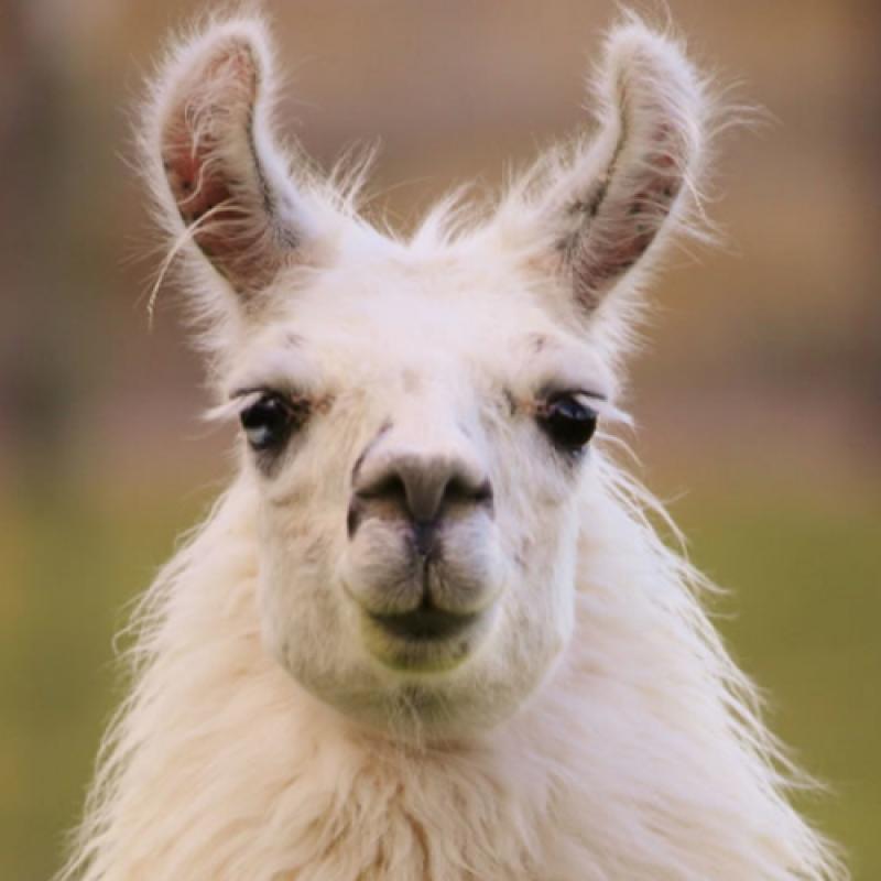 In the search for Covid protection, Cormac the 'extremely charismatic' llama may hold a key