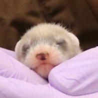 Meet Elizabeth Ann, the First Cloned Black-Footed Ferret